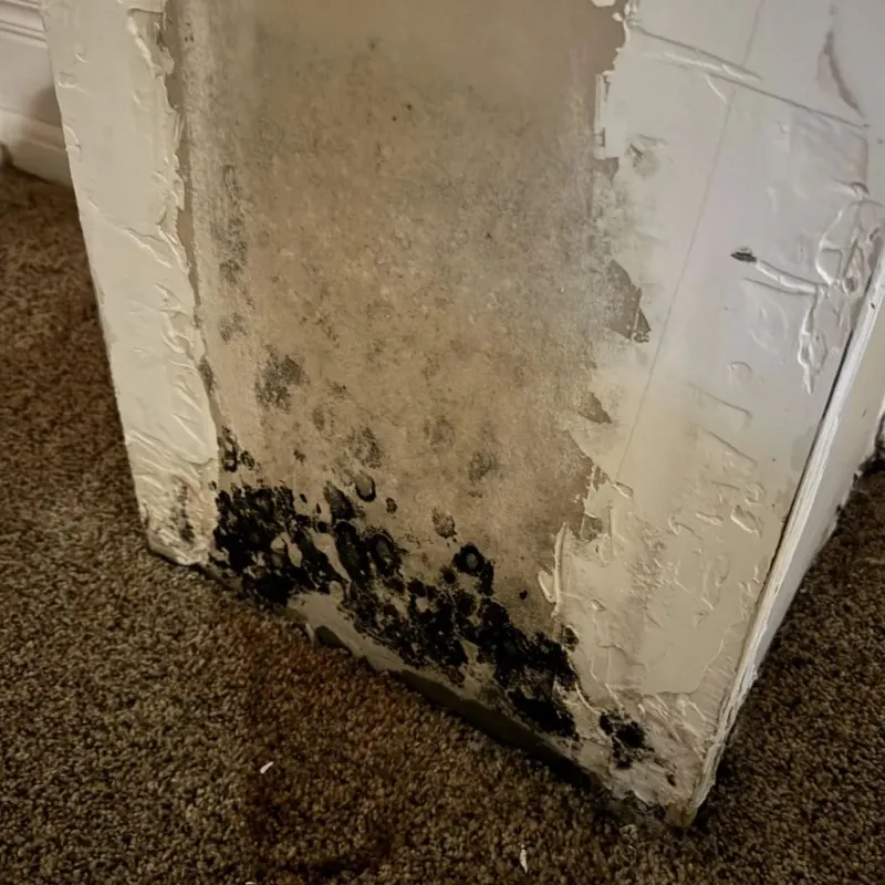 Professional Mold Removal in Barry County, MO